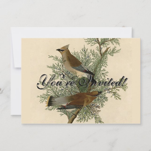 Invitación Impresión de ave de John James Audubon Cedar Waxwi (Anverso)