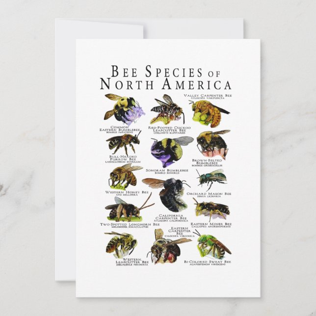 Invitación Impresión de Posters de especies de abejas de Nort (Anverso)
