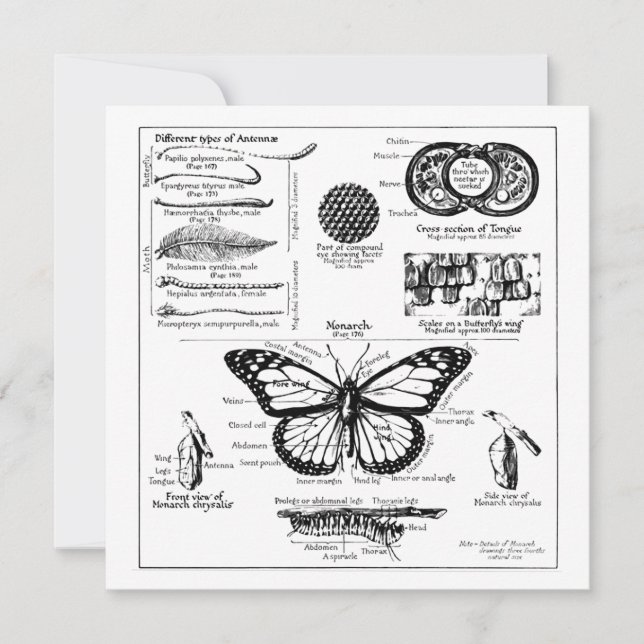 Invitación Información sobre la mariposa monarca (Anverso)