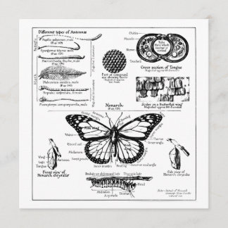 Invitación Información sobre la mariposa monarca