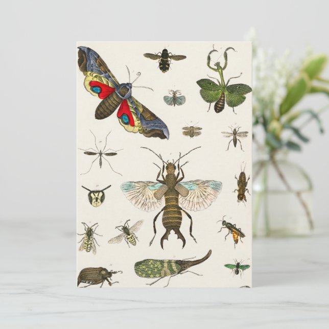 Invitación insectos, insectos, naturaleza, mariposa, insectos (Anverso de pie)