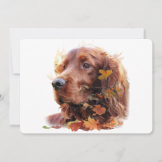 Invitación Irlandés Setter