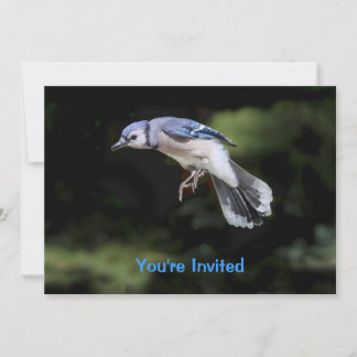 Invitación Jay azul volador
