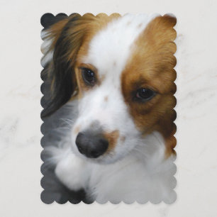 Invitación ¡Joven de Kooikerhondje!