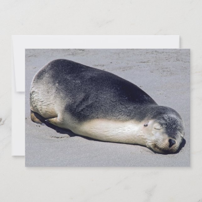 Invitación Joven foca durmiendo en la playa - Australia (Anverso)