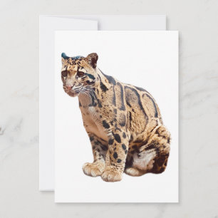 Invitación jungla de fotografía de leopardo nublado animal ga