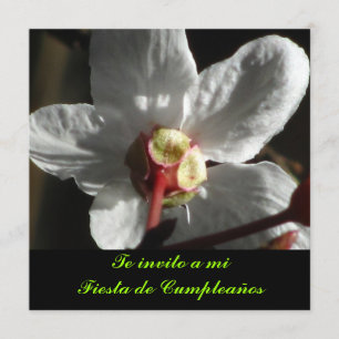 Invitación - La invitación a mi Fiesta de cumpleañ