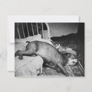 Invitación La mañana después de la muerte de un extraño perro