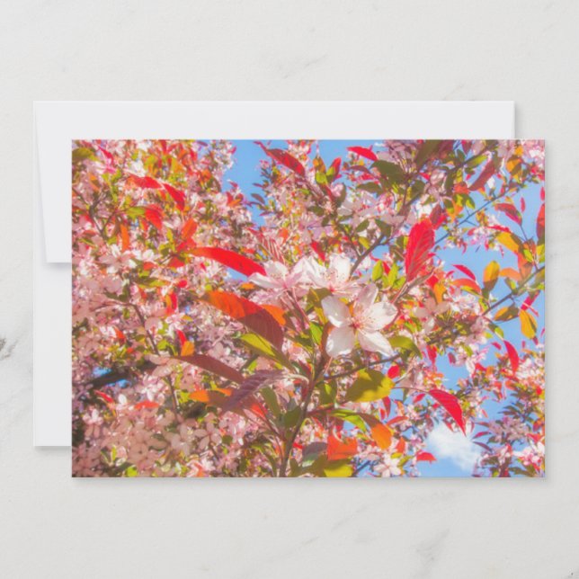 Invitación La naturaleza florece flores floración luz sol (Anverso)