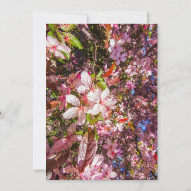 Invitación La naturaleza florece flores floración luz sol (Anverso)