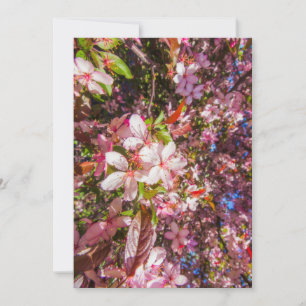 Invitación La naturaleza florece flores floración luz sol