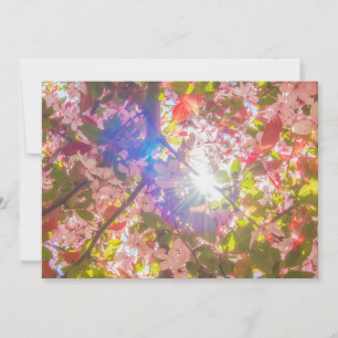 Invitación La naturaleza florece flores floración luz sol