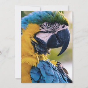 Invitación las aves son los únicos animales con plumas 8