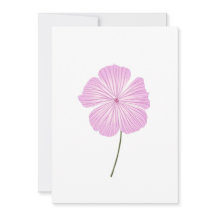 Lavatera rosa simple