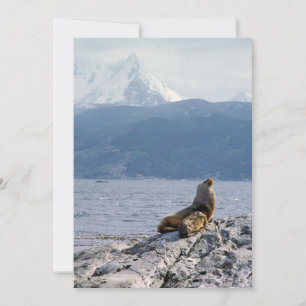 Invitación Leones marinos en el canal de Beagle - Argentina