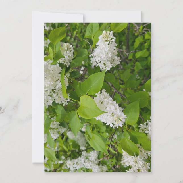 Invitación Lila blanca (Anverso)