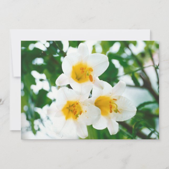 Invitación Lirios blancos rústicos - Lilium candidum (Anverso)