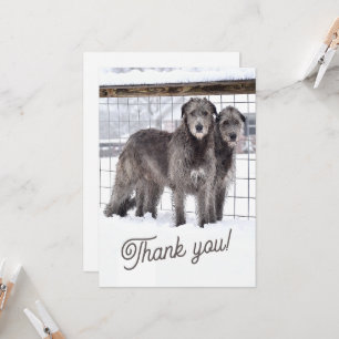 Invitación Lobos irlandeses en la nieve