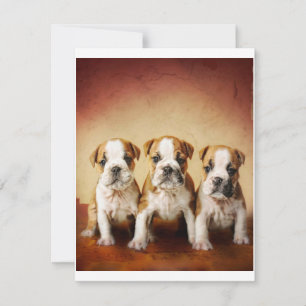Invitación Los cachorros de Bulldog inglés son muy amables