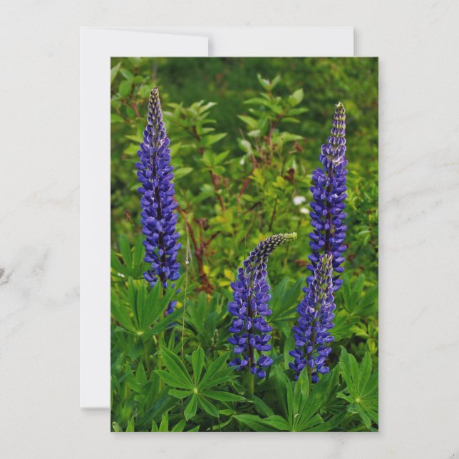 Invitación Lupines (Anverso)