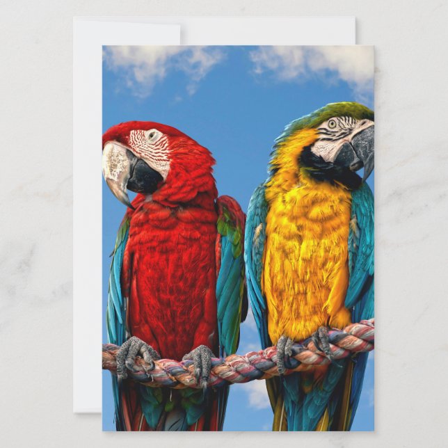 Invitación Macao azul y amarillo y macao escarlata (Anverso)