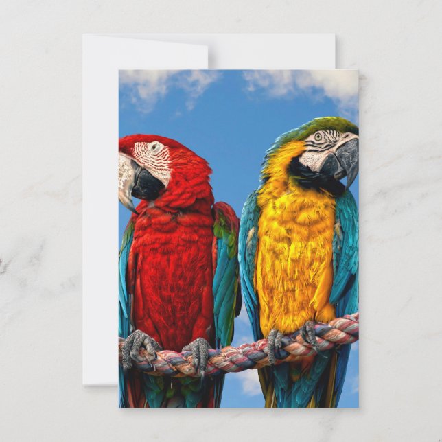 Invitación Macao azul y amarillo y macao escarlata (Anverso)