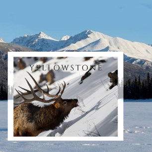 Invitación Magnética Alce de toro en pendiente nevada, piedra amarilla