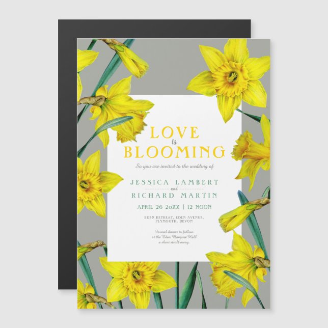 Invitación Magnética El amor está floreciendo boda de daffodils amarill (Anverso/Reverso)