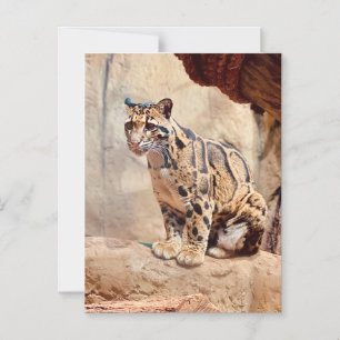 Invitación Magnética foto de leopardo nebuloso naturaleza vida silvestr
