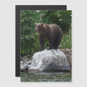Invitación Magnética Oso marrón Kamchatka en hábitat natural