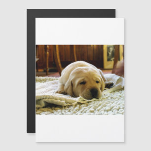 Invitación Magnética perrito de laboratorio amarillo 2