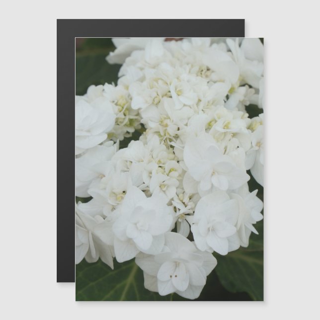 Invitación Magnética Un boda encantador vestido hidrangea (Anverso/Reverso)
