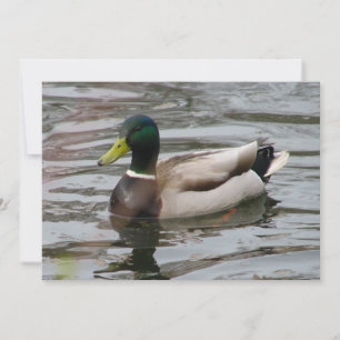 Invitación mallard