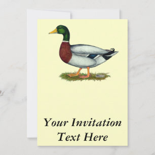 Invitación Mallard Duck Drake