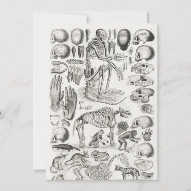 Invitación Mamalia de esqueleto animal blanco y negro (Anverso)