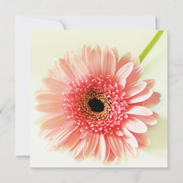 Invitación Margarita Gerbera (Anverso)