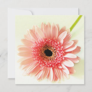 Invitación Margarita Gerbera