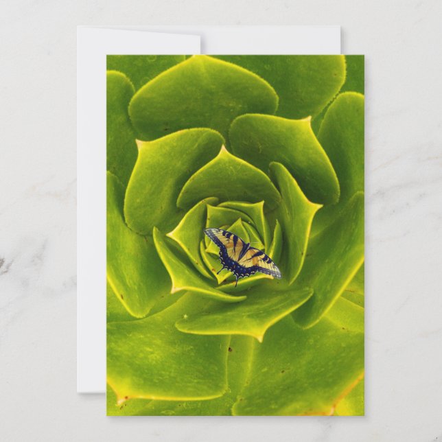 Invitación Mariposa de tigre del este (Anverso)