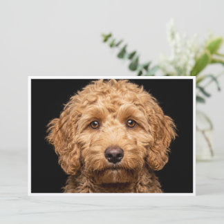 Invitación Mini Labradoodle aislado sobre fondo negro