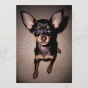 Invitación mini pinscher.