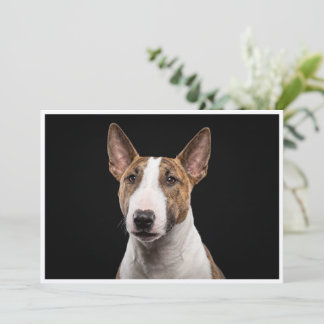 Invitación Miniature Bull Terrier aislado sobre fondo negro