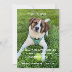Invitación Mis Humanos Se Van a Casar Foto Guardar la Fecha