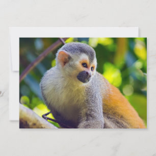 Invitación Mono ardilla en el Parque Nacional Manuel Antonio