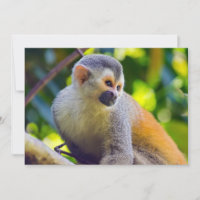 Mono ardilla en Manuel Antonio NP - Costa Rica