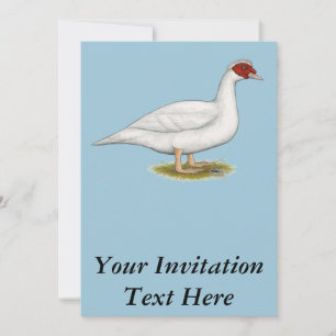 Invitación Muscovía blanca del pato