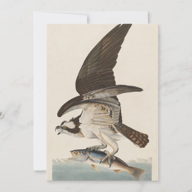 Invitación Nacionalidad del halcón del pescado Osprey (Anverso)