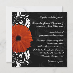 Invitación Naranja Gerbera Daisy con pergamino blanco y negro