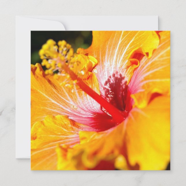 Invitación Naranja Hibiscus Flower Side View (Anverso)