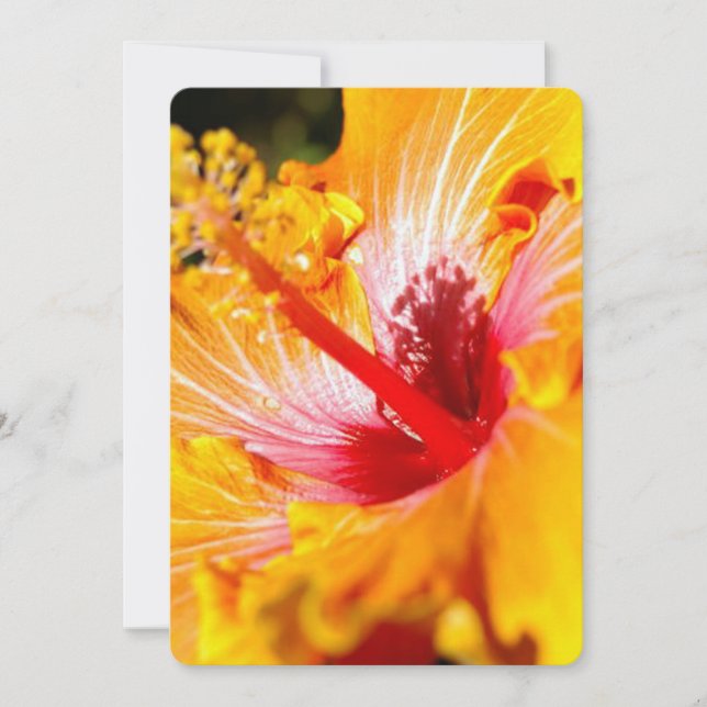 Invitación Naranja Hibiscus Flower Side View (Anverso)