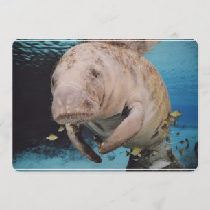 Invitación Natación de la vaca de mar
